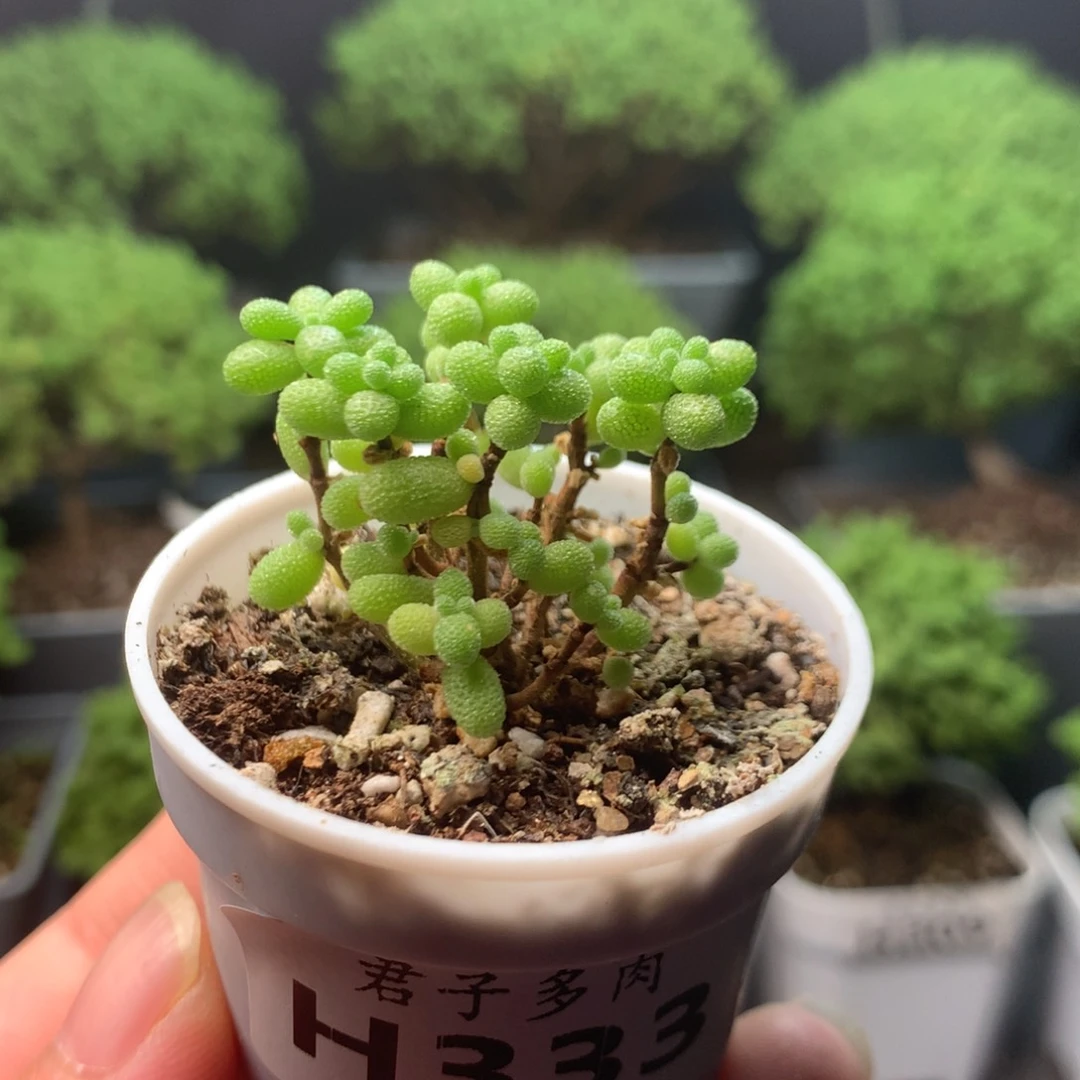 333米粒。