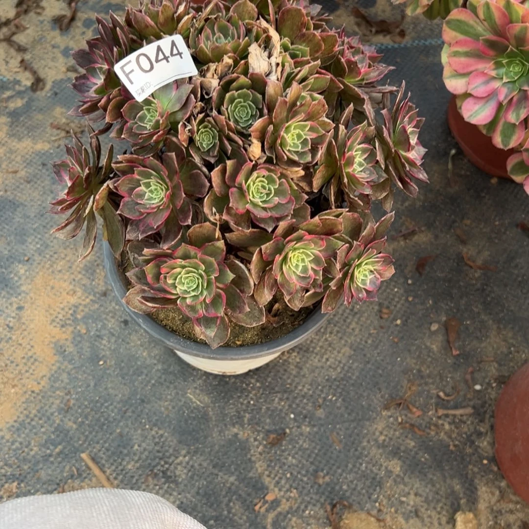 044万花筒多肉植物法师多肉