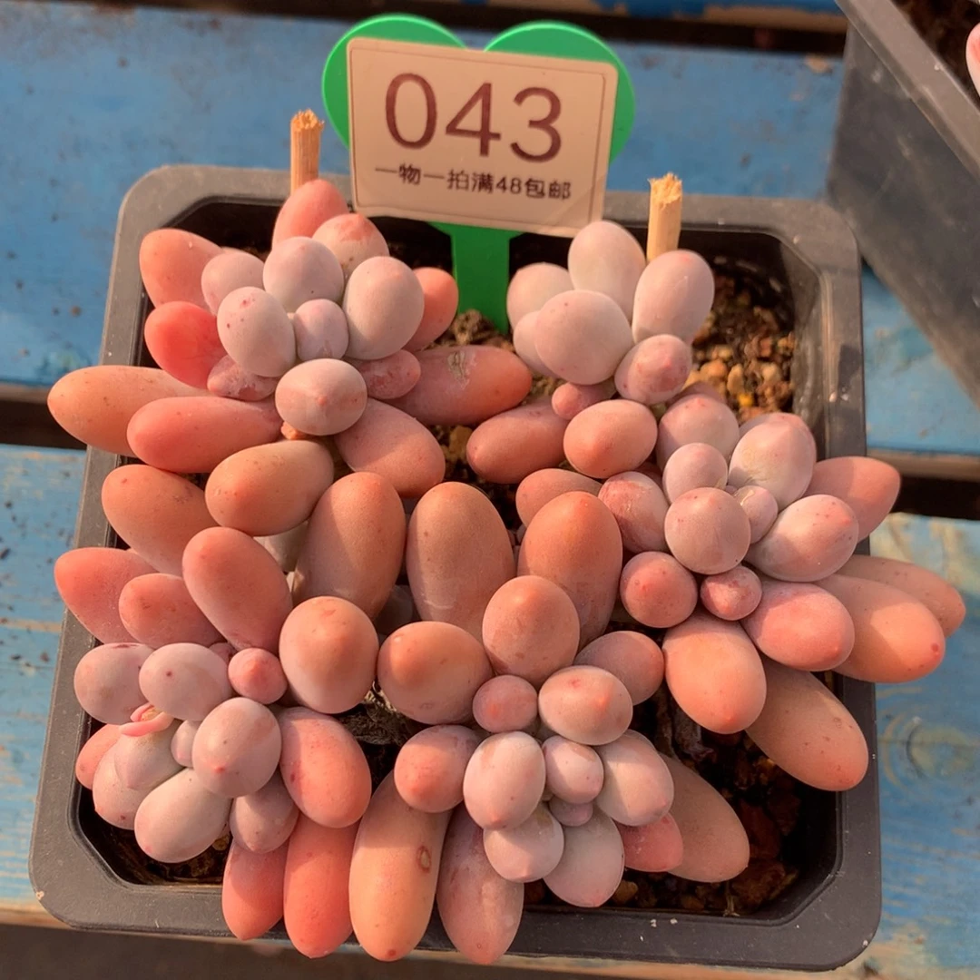 大叶汤圆开播福利043