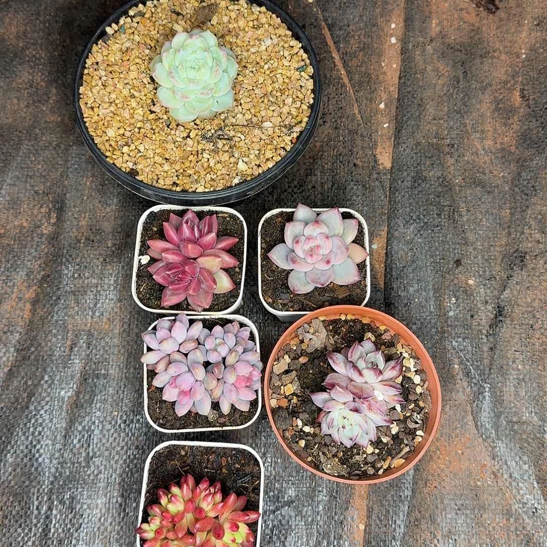 组合多肉植物6颗福利炸