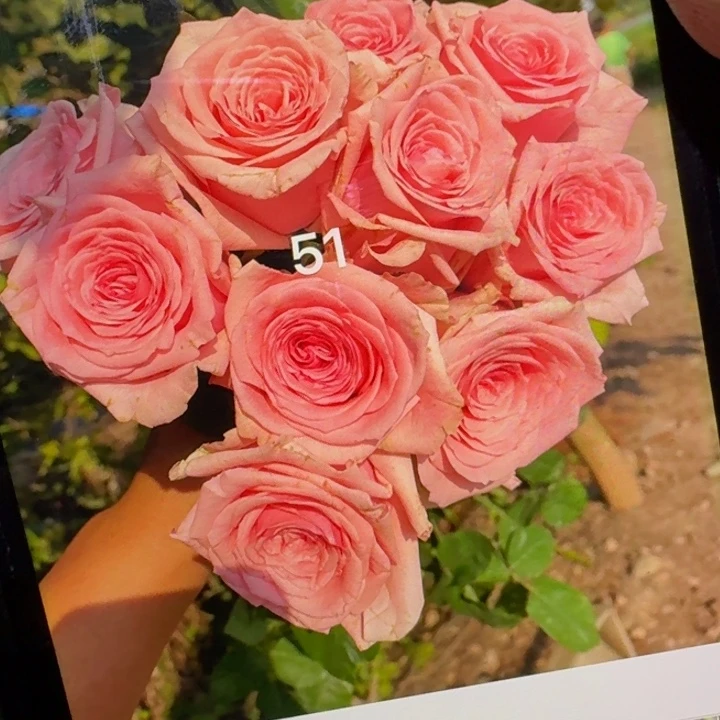 无花朵测试51根接小苗