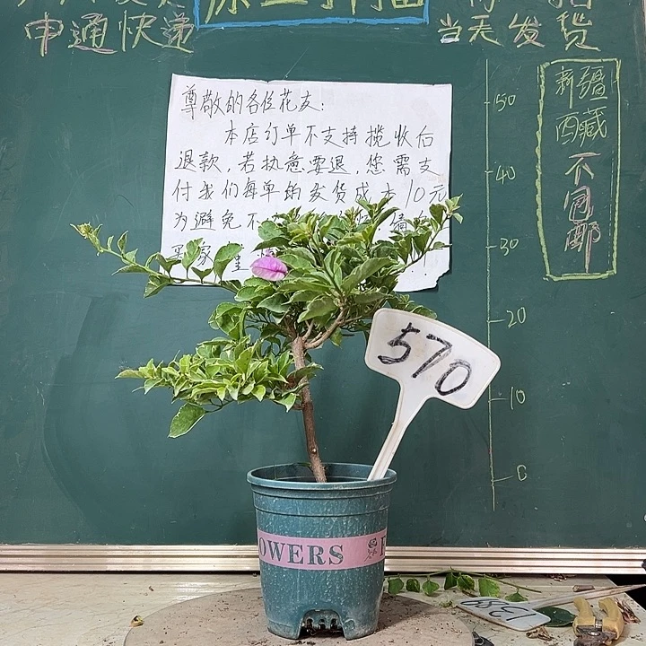 全部花苞冰淇淋570