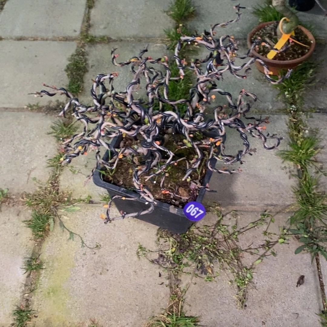 红陶y***h红红火火过大年067