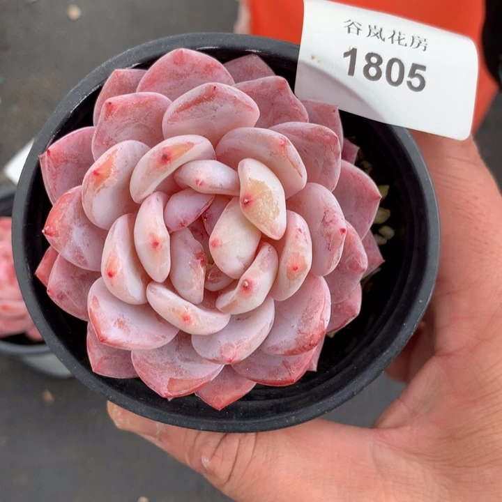 19号下午场。1805一颗