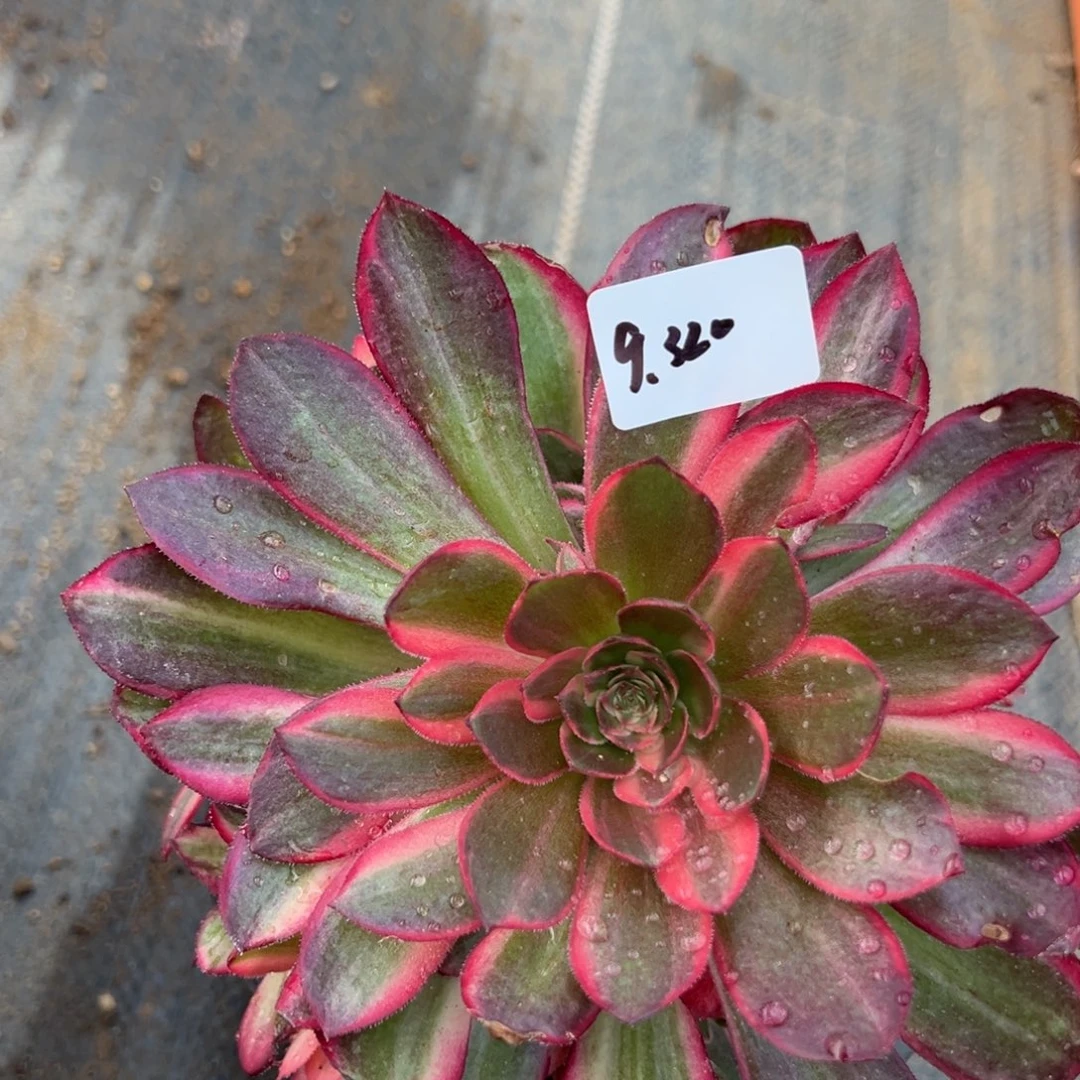320黑魔锦多肉植物