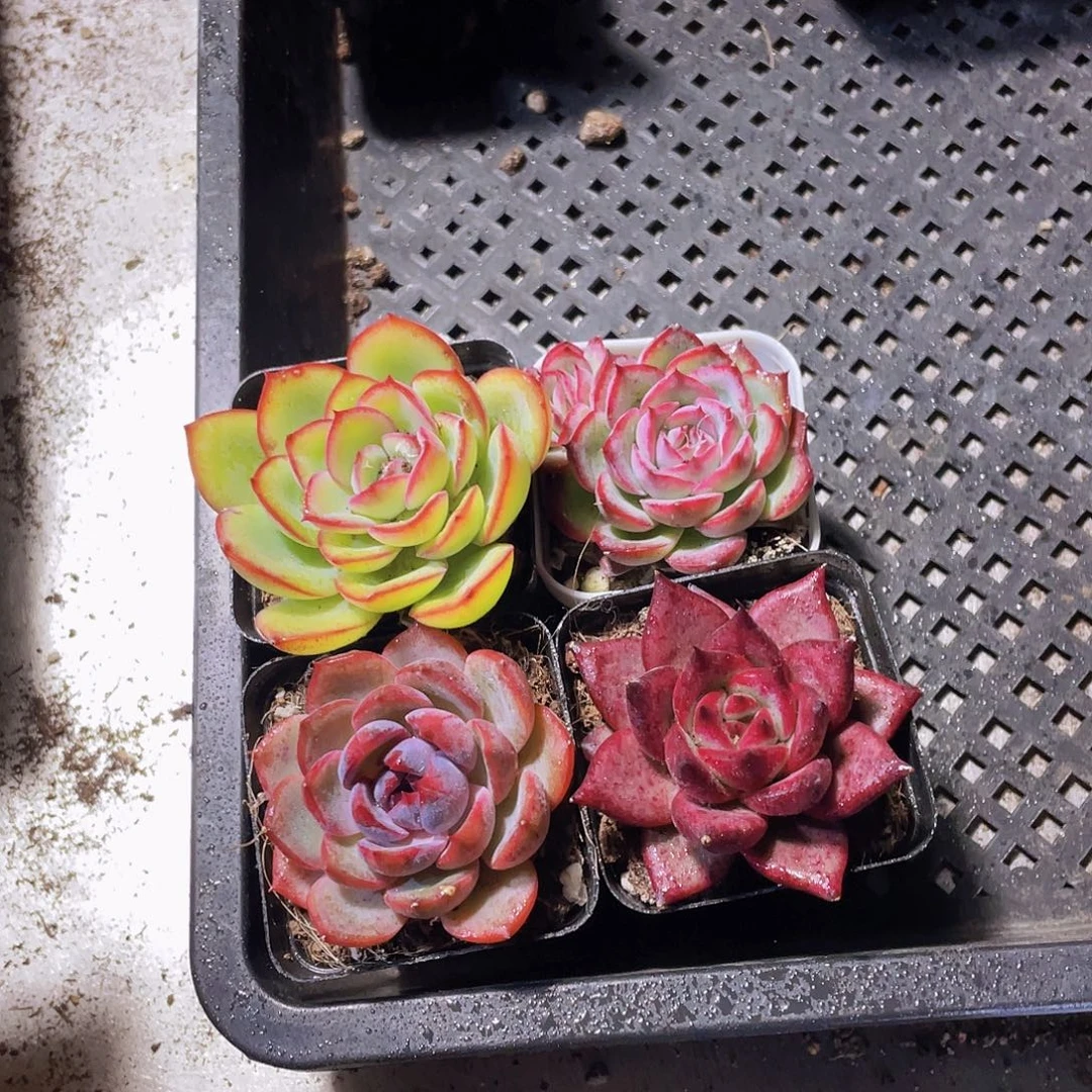 侧影+晨露+罗宾+蓝莓