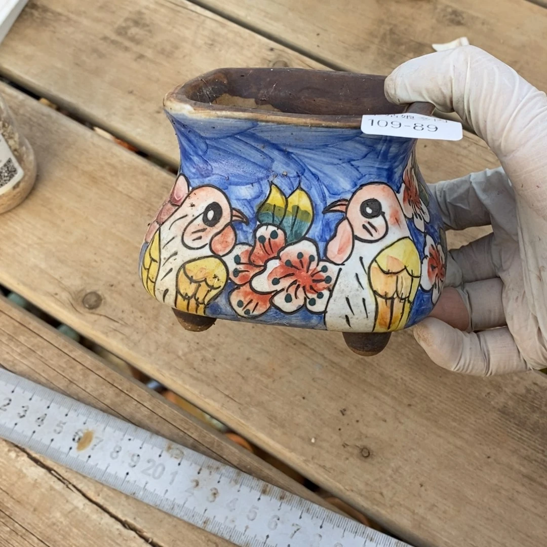 木*家89号多肉盆一个呀