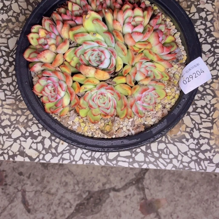 莫***宸多肉一物一拍9204