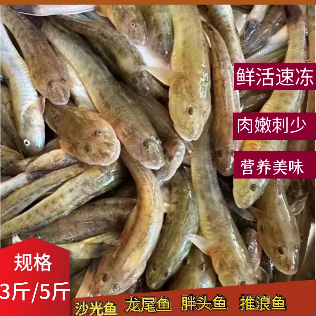 鲜活速冻新鲜海捕沙光鱼胖头鱼龙尾鱼顺丰冷链发货连云港狗光鱼