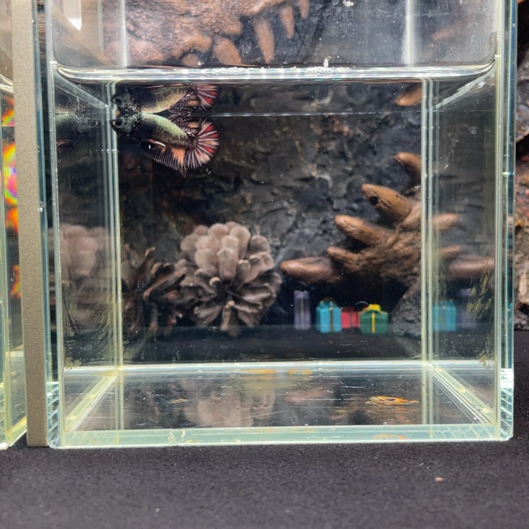 斗鱼鱼次元一月三日竞价