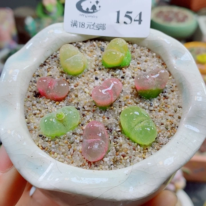 生石花花花花花花花154