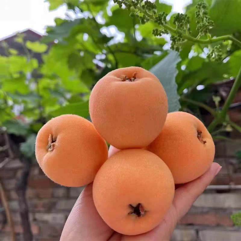 四川大凉山高山早春新鲜枇杷当季水果自然熟现摘现发