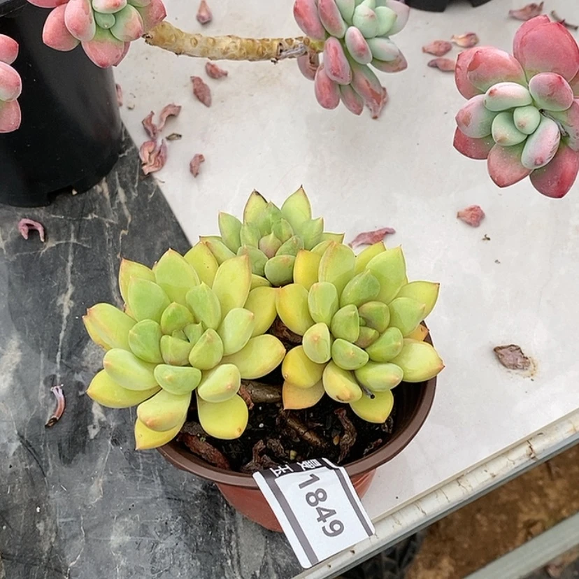 【闪购商品】红象牙1849
