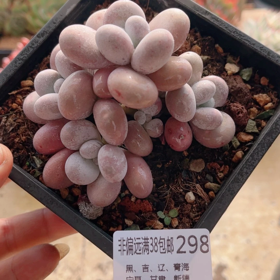 298奶蛋德华多肉