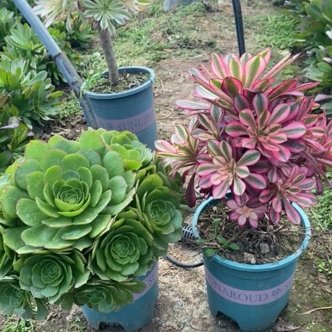 两颗多肉植物00122