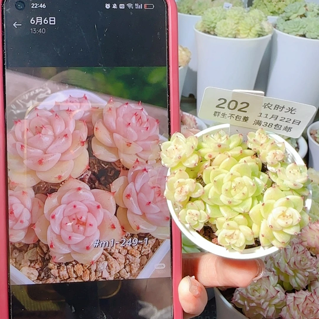 凌***e1122-202m1-249-1麦杆