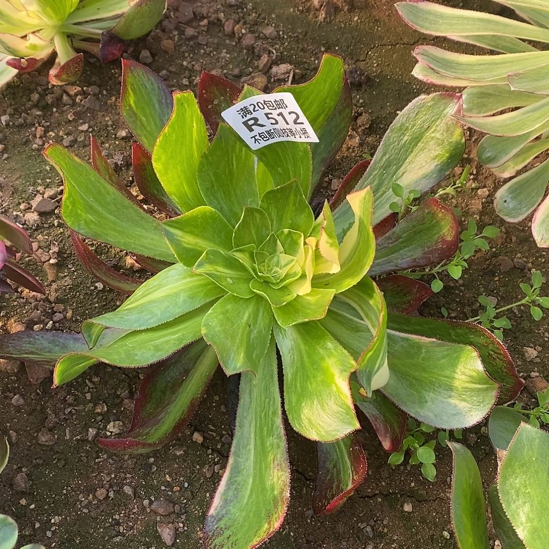 512魅影七彩多肉法师锦