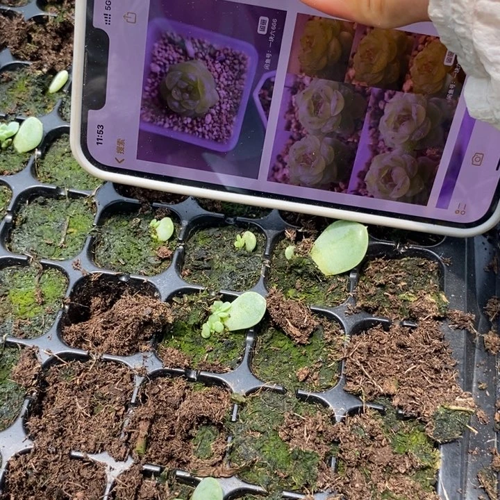 甜心831芽苗一个多肉