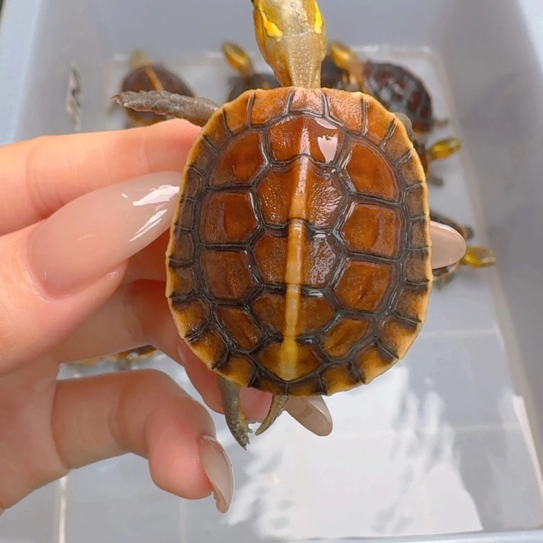 ****）母宠物龟小宠物安缘龟
