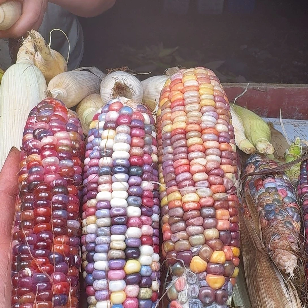 迟****大叶紫檀（黑酸枝木类）