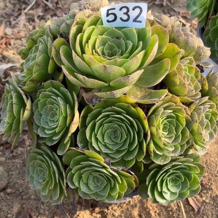 无花朵532多肉植物万岁节