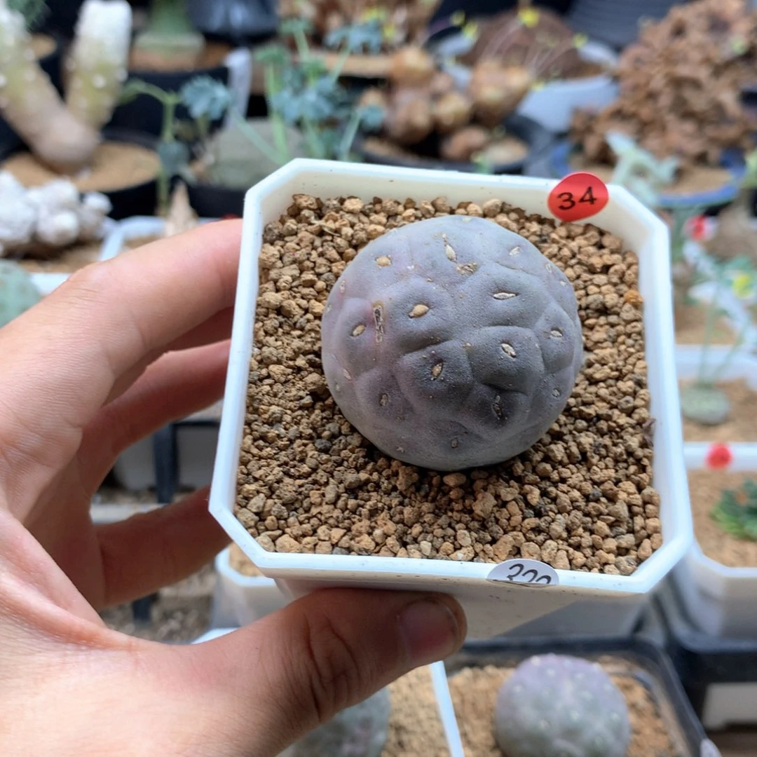 铃***开习志野34号带盆多肉
