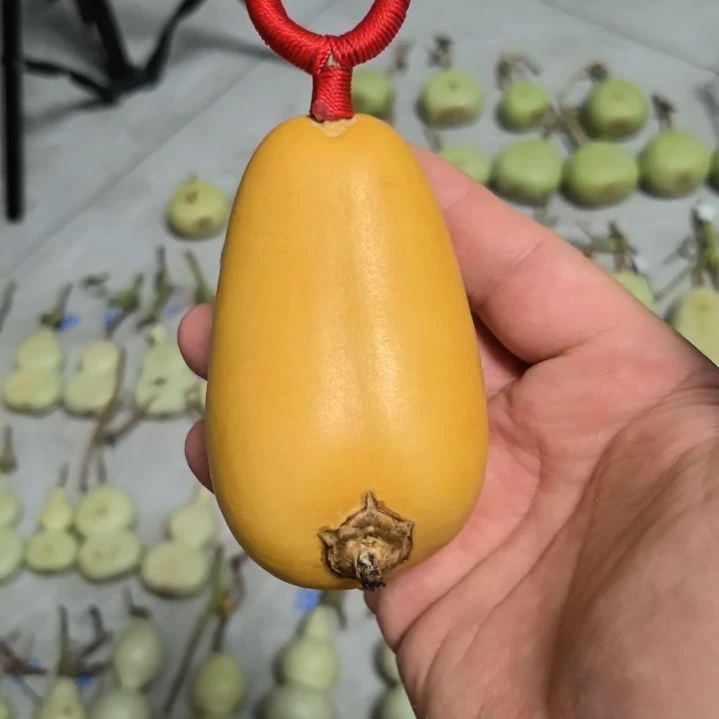 如***观天然葫芦小本掌腰子