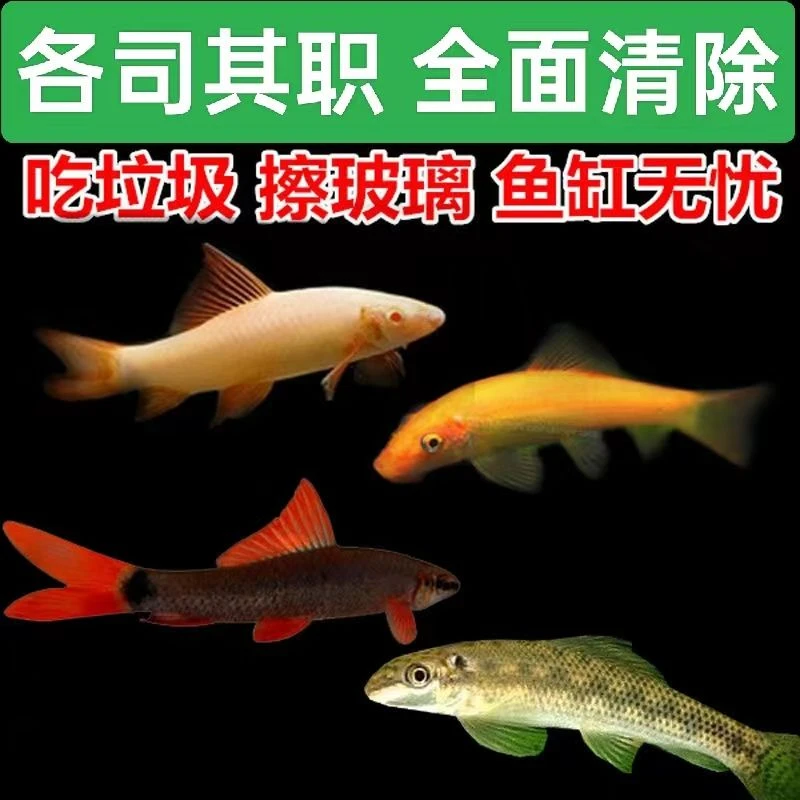 清道夫金苔鼠鱼热带观赏鱼青苔除藻清洁鱼缸吃粪便垃圾残渣工具鱼