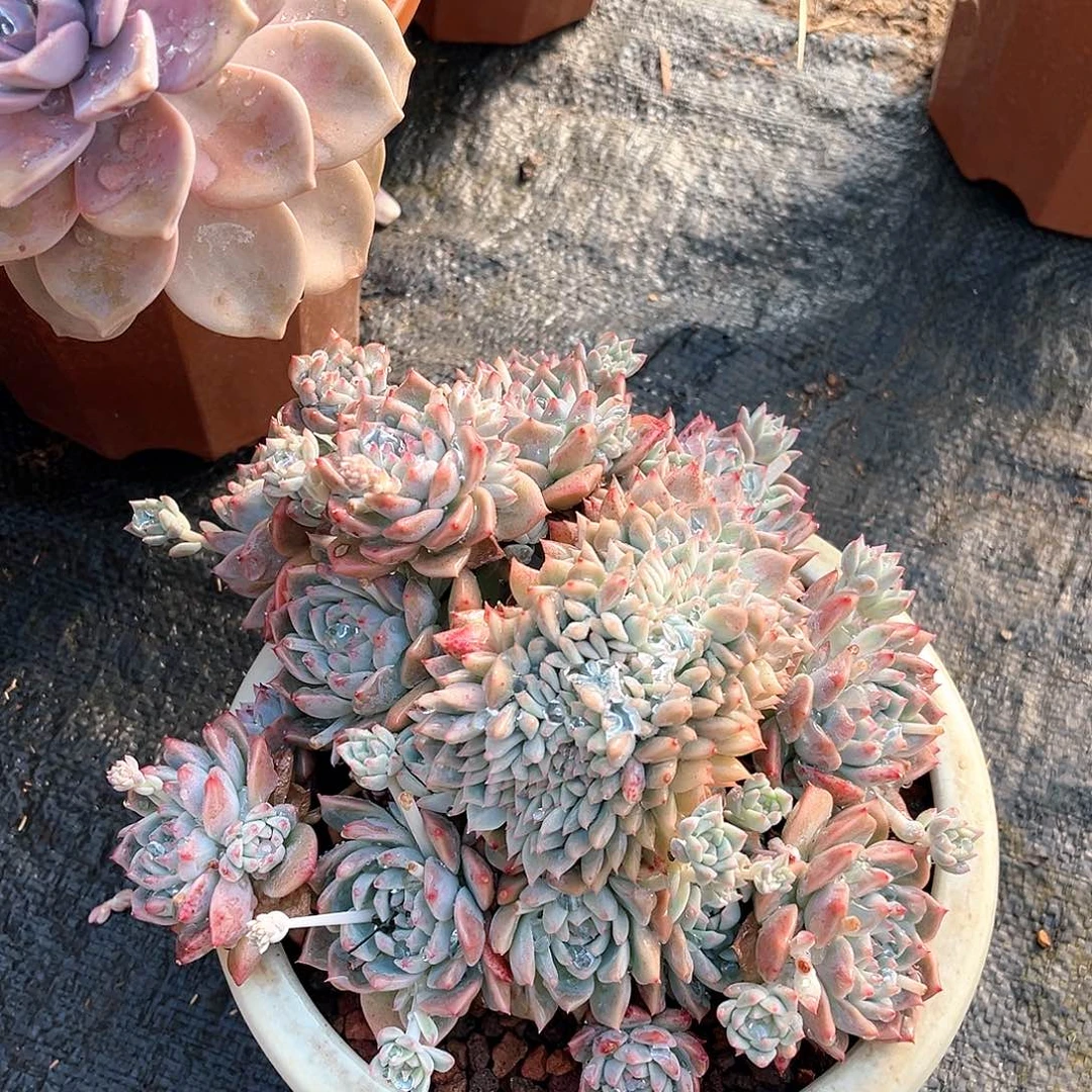 安*?霜花缀化群23022