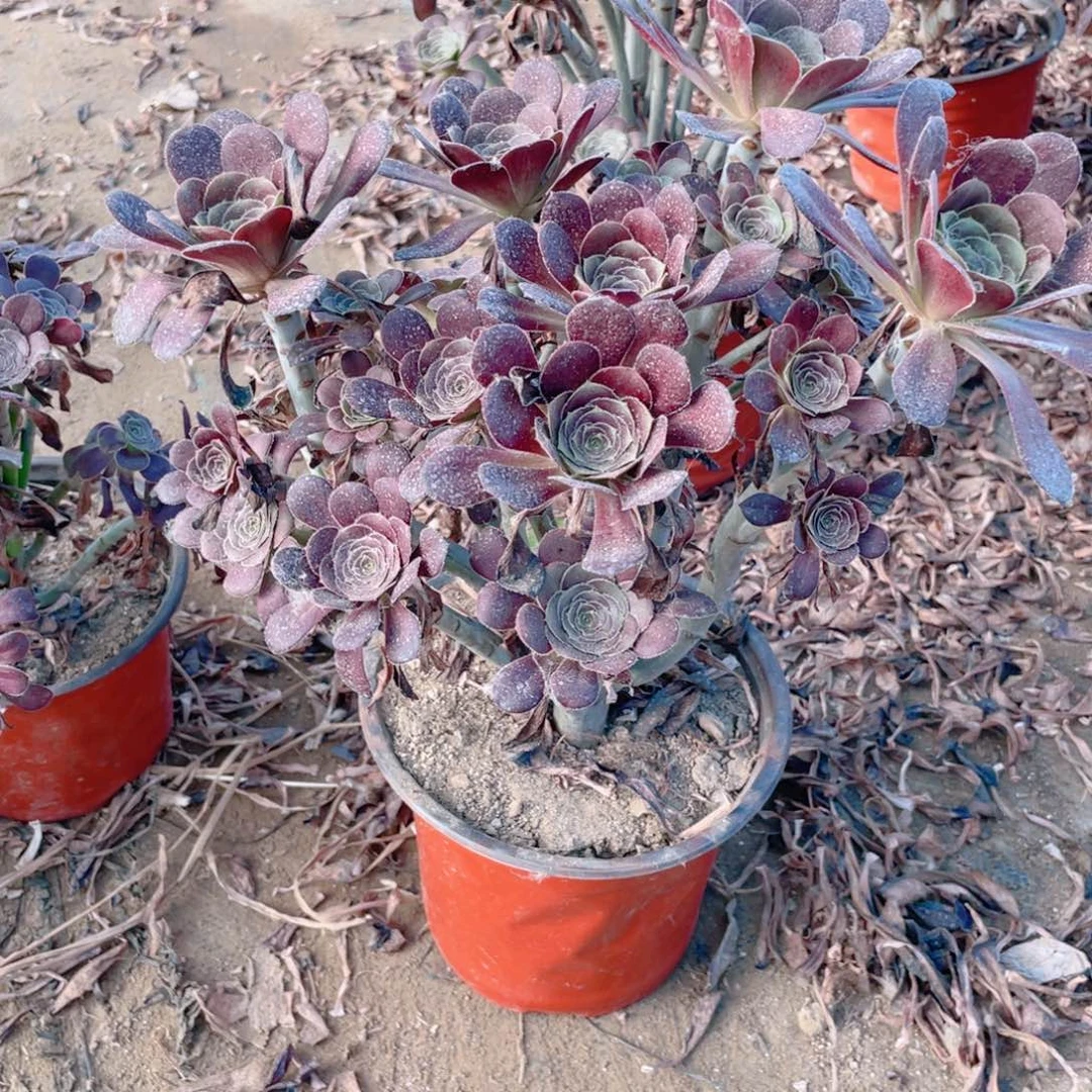 03黑法师法师多肉断枝不包