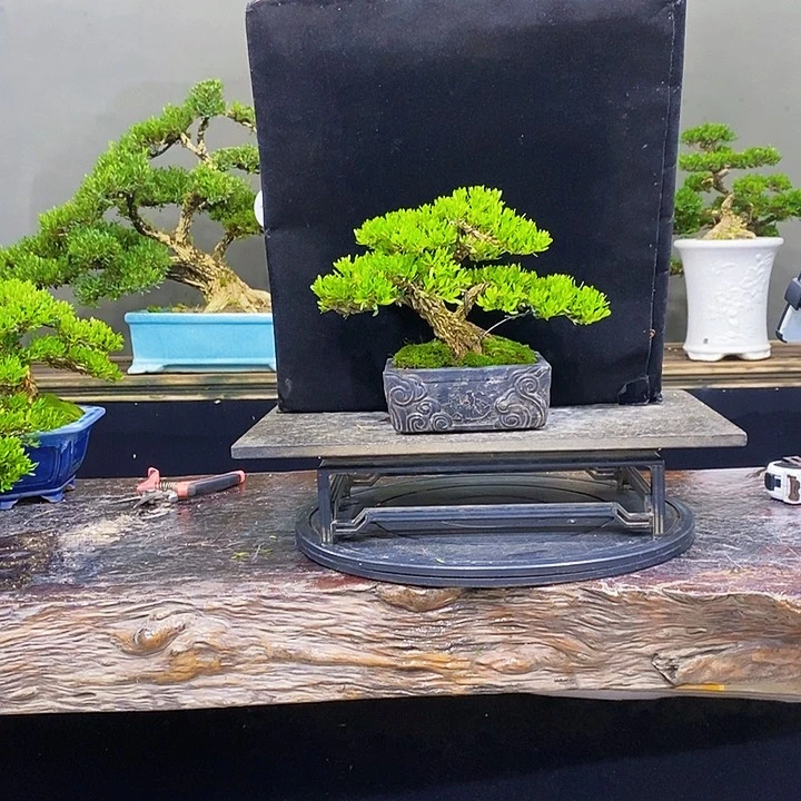 无花朵m黄杨盆景四季常青