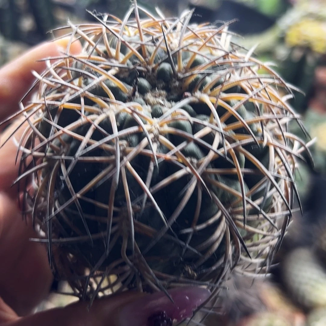 九刺天平有根仙人球11111111