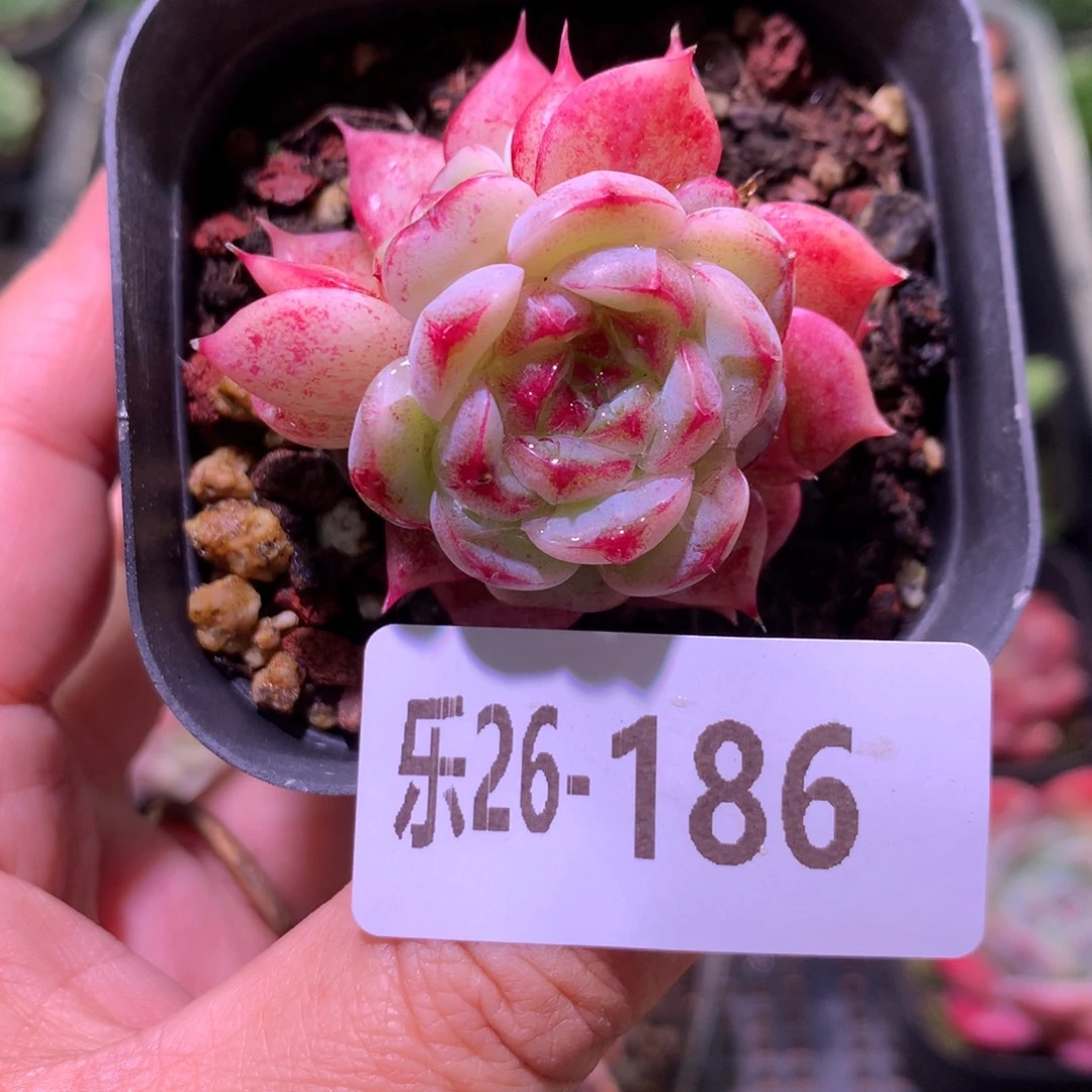 乐然26-186 天鹅绒