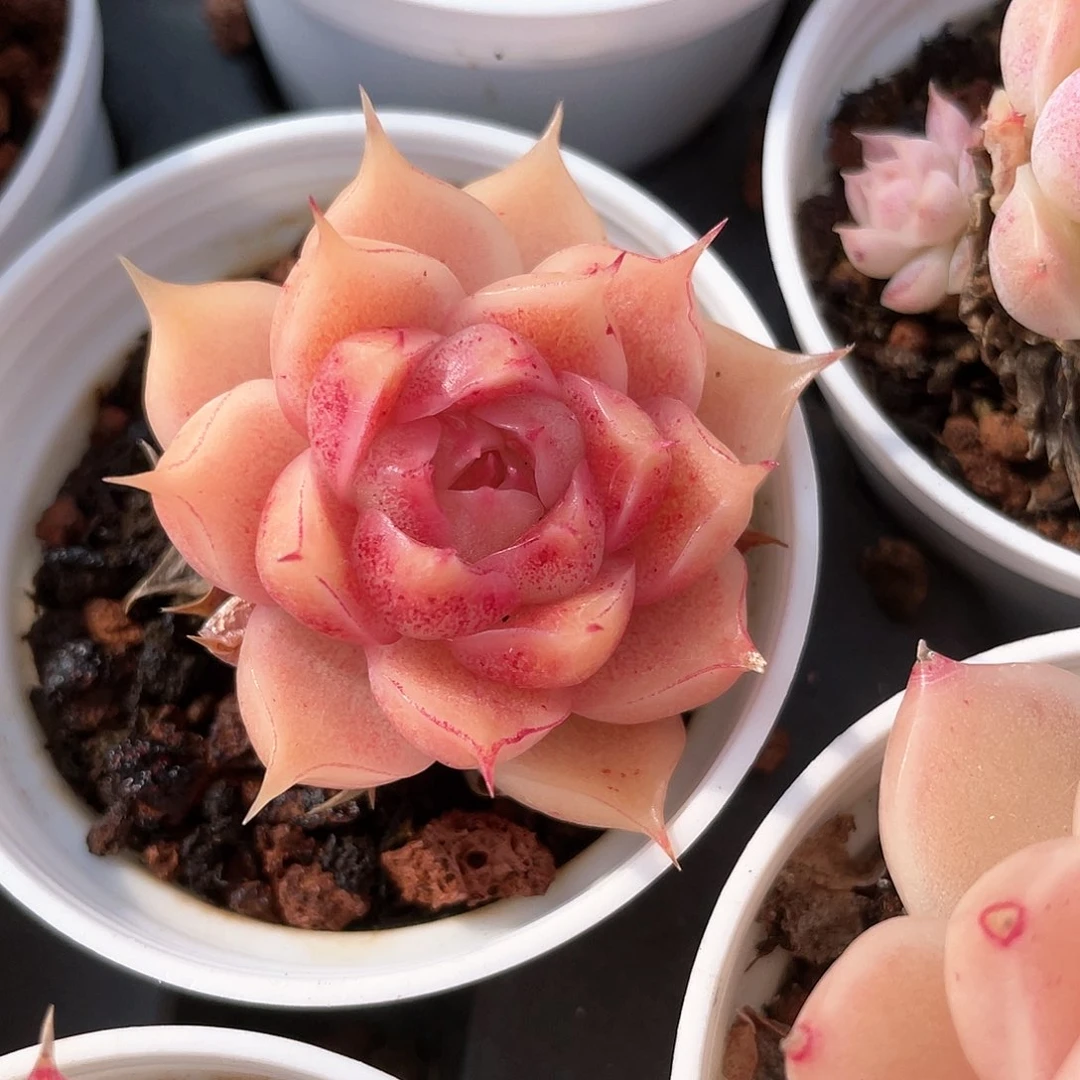 N****G优选麦秆福利8855