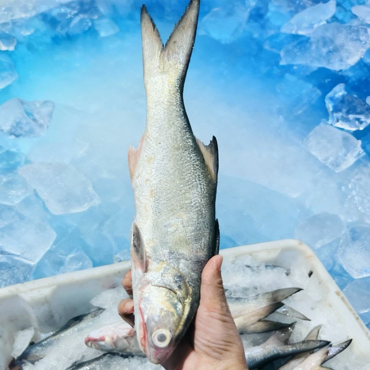 新鲜野生马友鱼 去肚去鳞去内脏 肉质很鲜嫩 清蒸 干煎很美味
