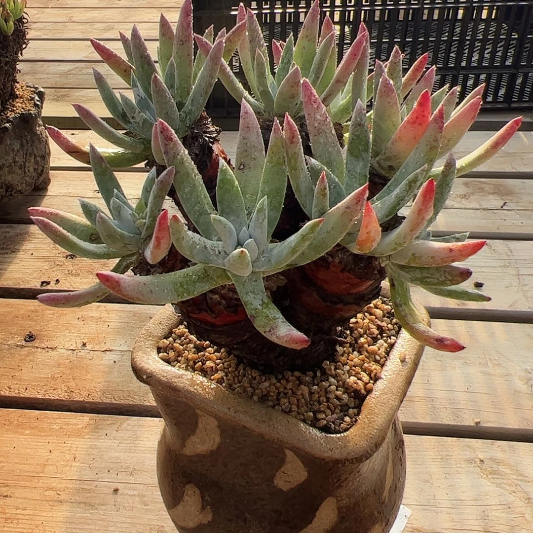 3183海瑟拇指仙女杯