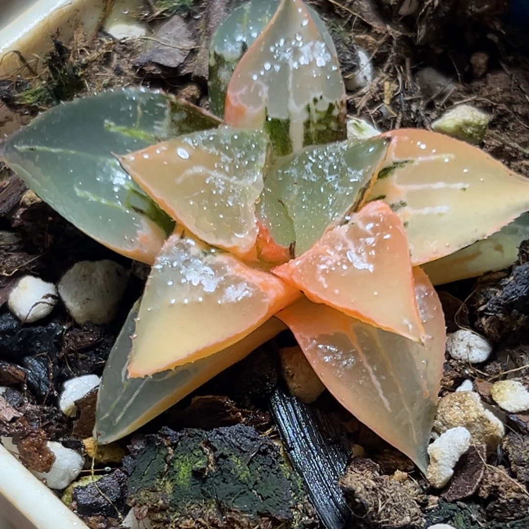 恭喜发财大吉大利877