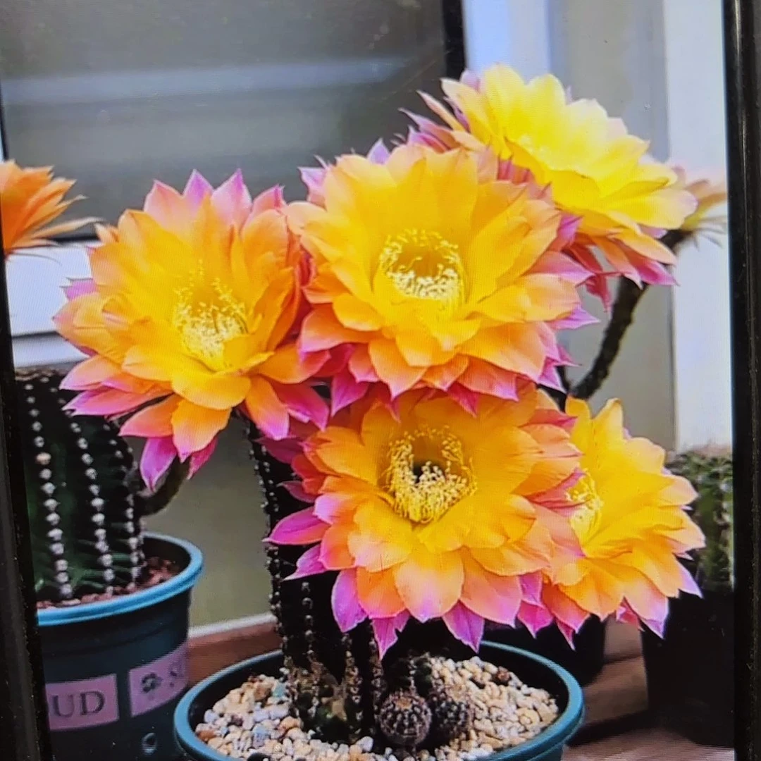 激流彩侧牙20包邮28