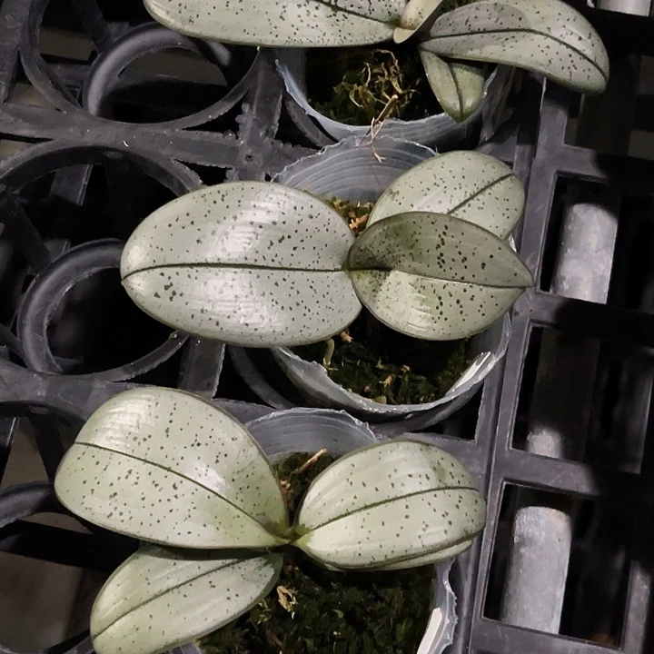 大部分花苞少量开放超银西雷利