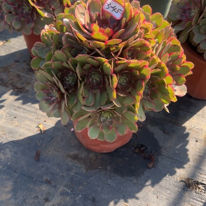 3-45粉花妖妖装多肉不包售后