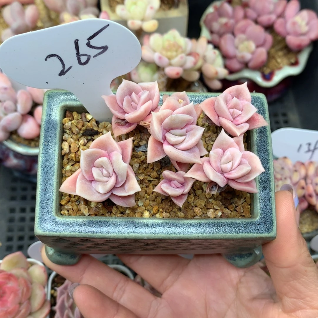 爱*梨可爱玫瑰专拍265