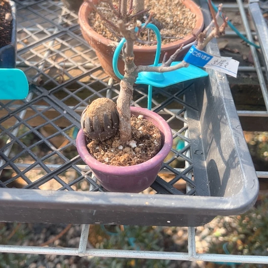 红陶嘿*24顺丰到付。