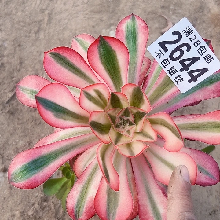 2644爱丽思多肉植物法师
