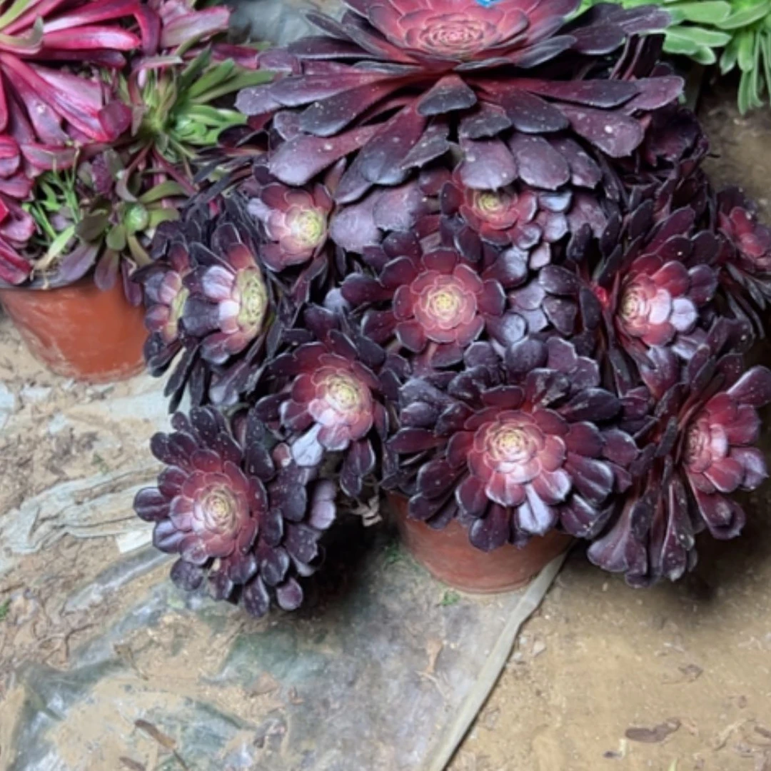 【闪购商品】狗****狗多肉植物黑萝莉29