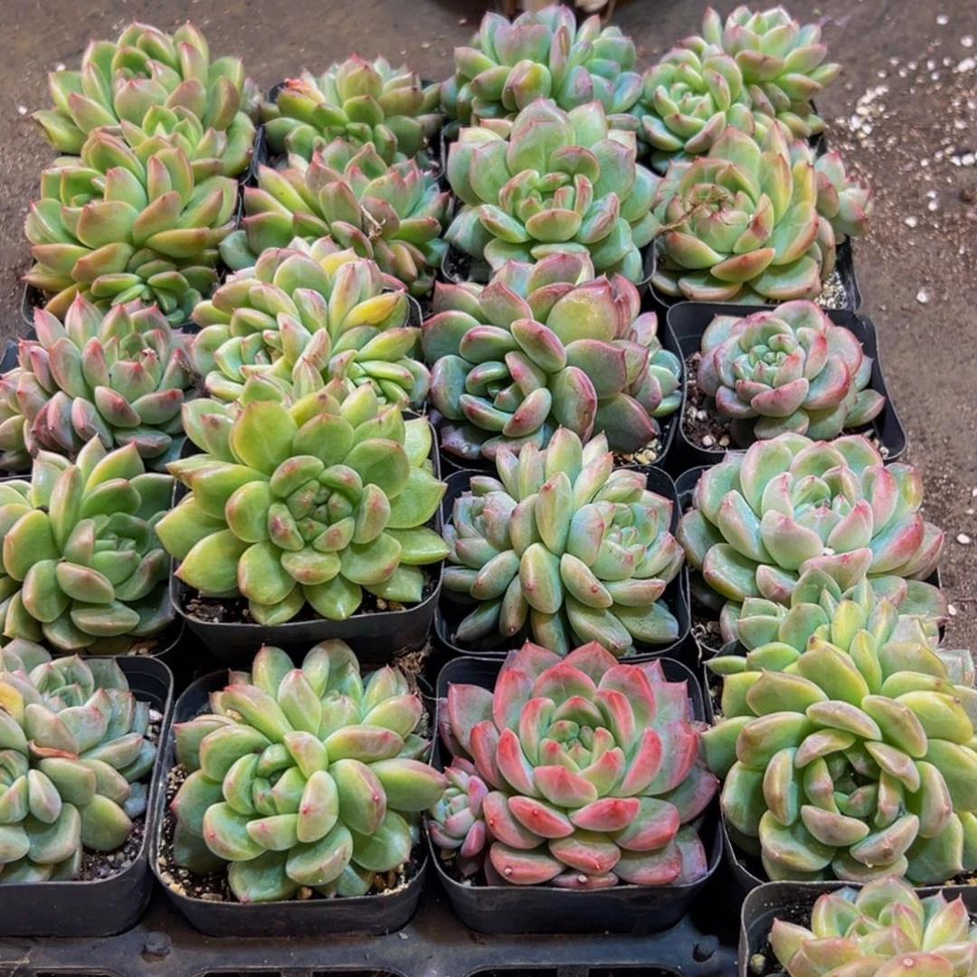 350大热天大风大浪的