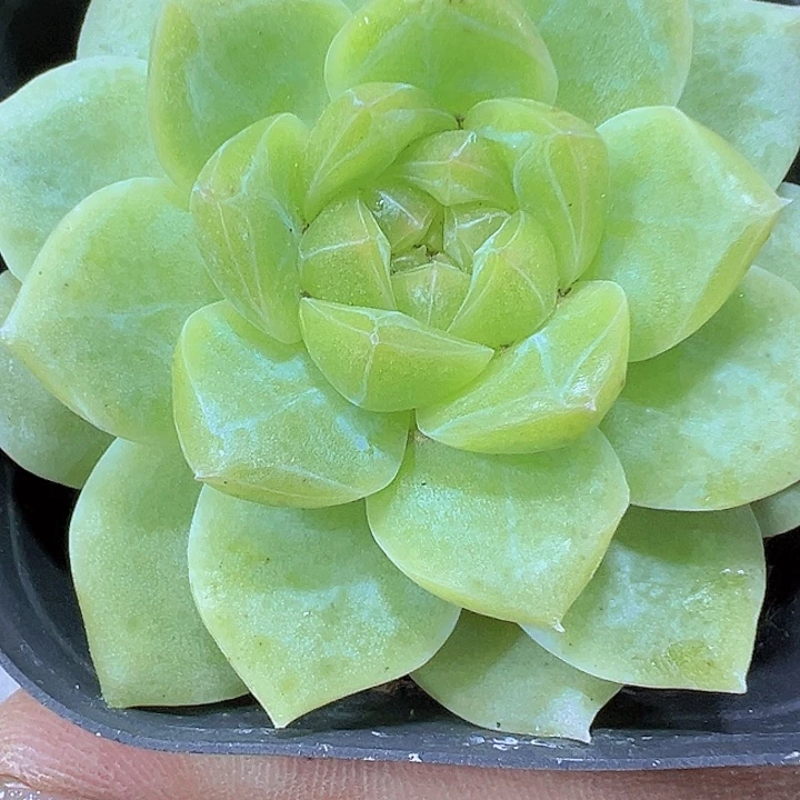 白桃汽水19包邮多肉植物