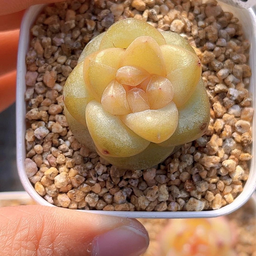 636 南星  满18包邮