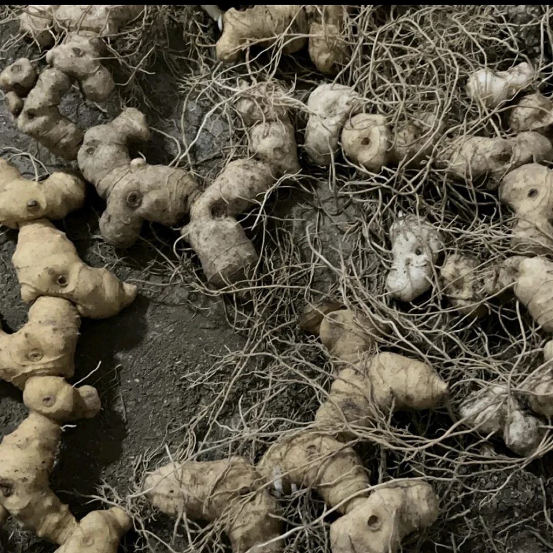 新鲜现挖九蒸九制煲汤专用姜