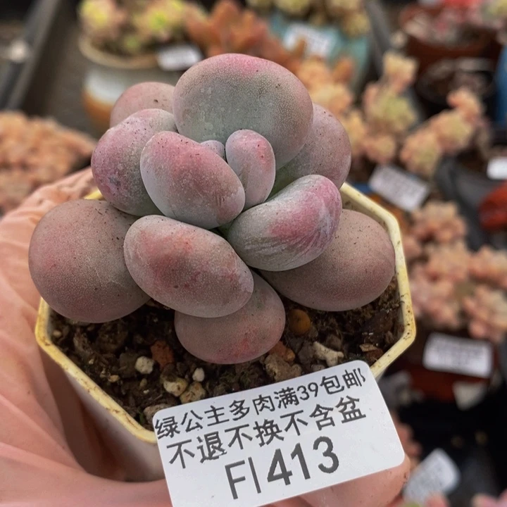 橙雪球5cm413多肉植物