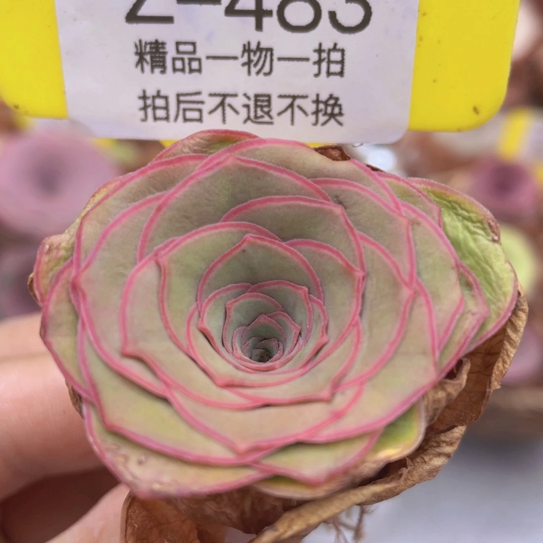 山地玫瑰Z483断枝不包损不售后
